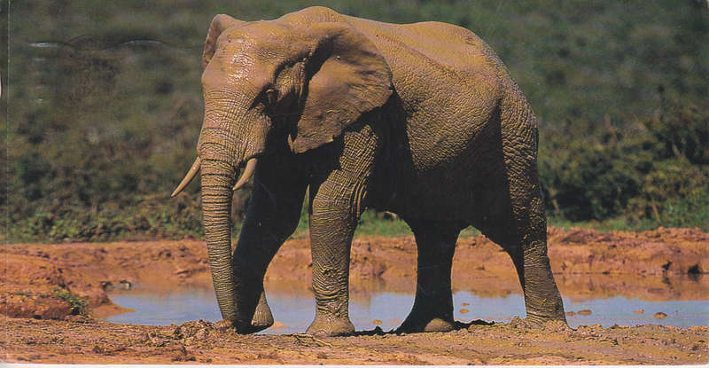 Post Cards / Maxi Card used