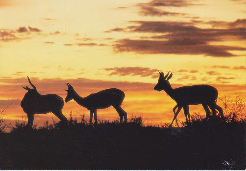 Post Cards / Maxi Card used