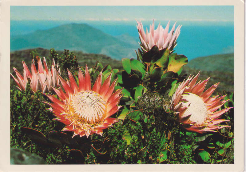 Post Cards / Maxi Card used