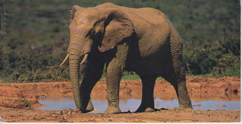Post Cards / Maxi Card used