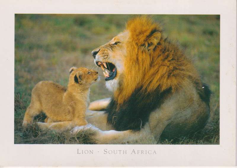 Post Cards / Maxi Card not used