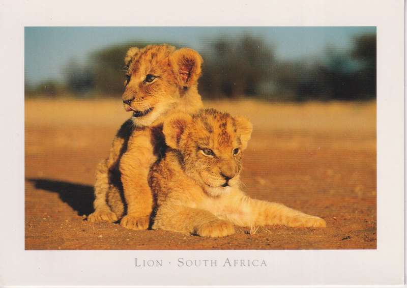 Post Cards / Maxi Card not used