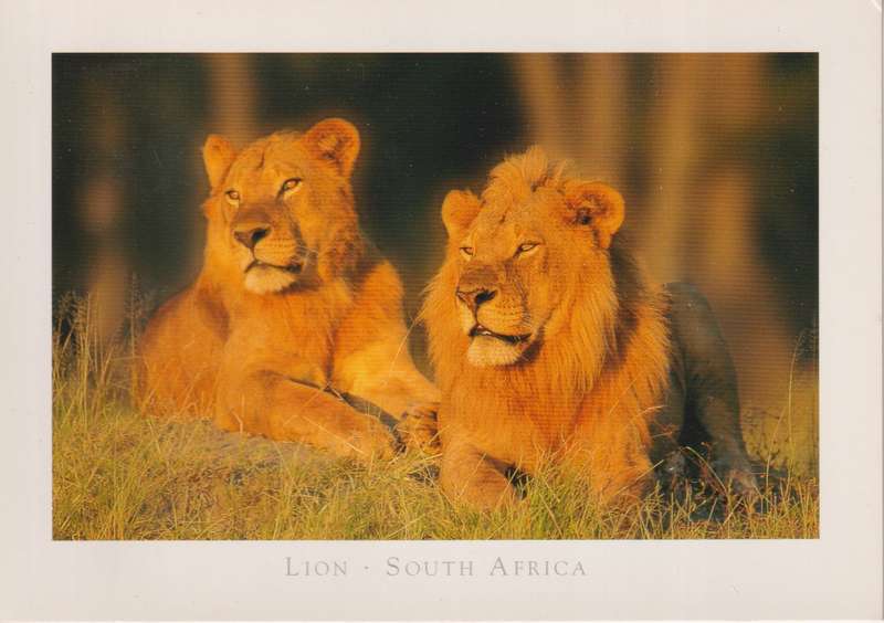 Post Cards / Maxi Card not used