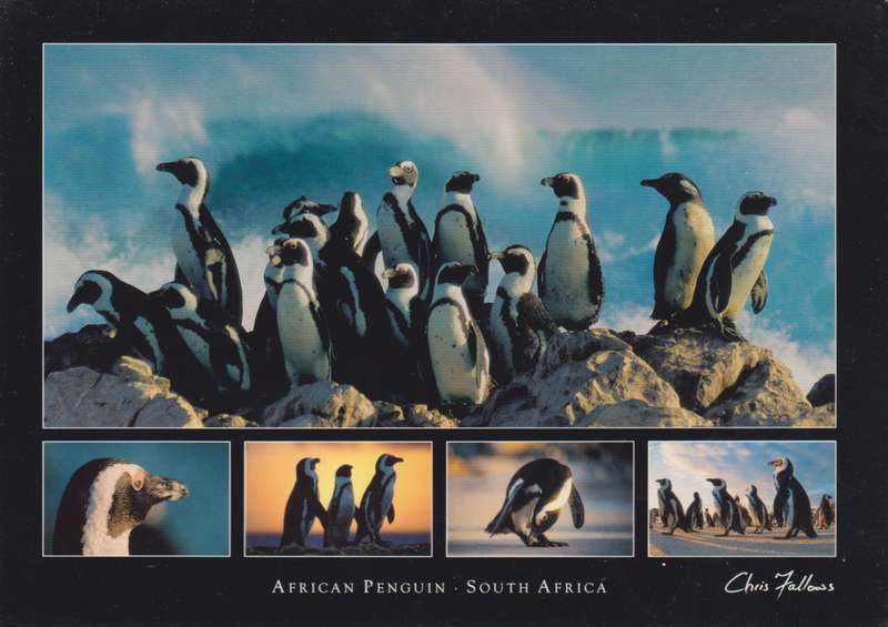 Post Cards / Maxi Card not used