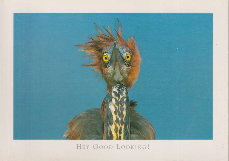 Post Cards / Maxi Card not used