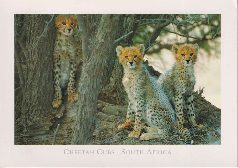 Post Cards / Maxi Card not used