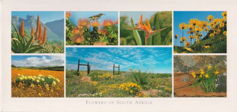 Post Cards / Maxi Card not used