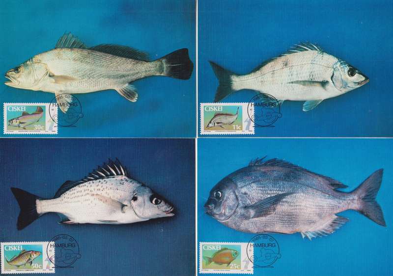 Maxi Card Set of 4 1985 Fish (Packs Of 10 Bid per pack to take all)