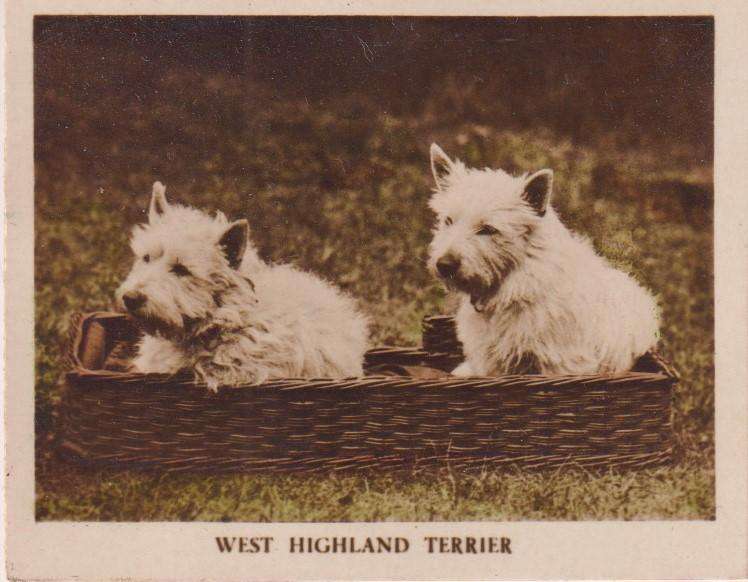 Cigarette Card Popular Dogs No. 48