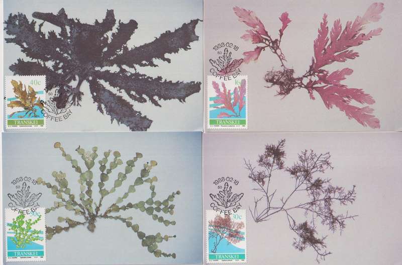 Maxi Card Set of 4 1988 Seaweed (Bid per pack to take all)