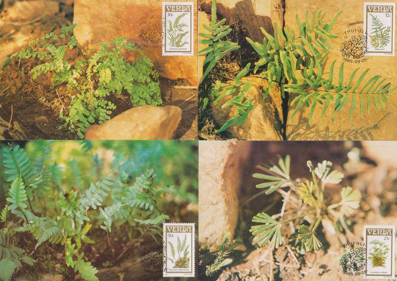 Maxi Card Set of 4 1985 Ferns (Bid per pack to take all)