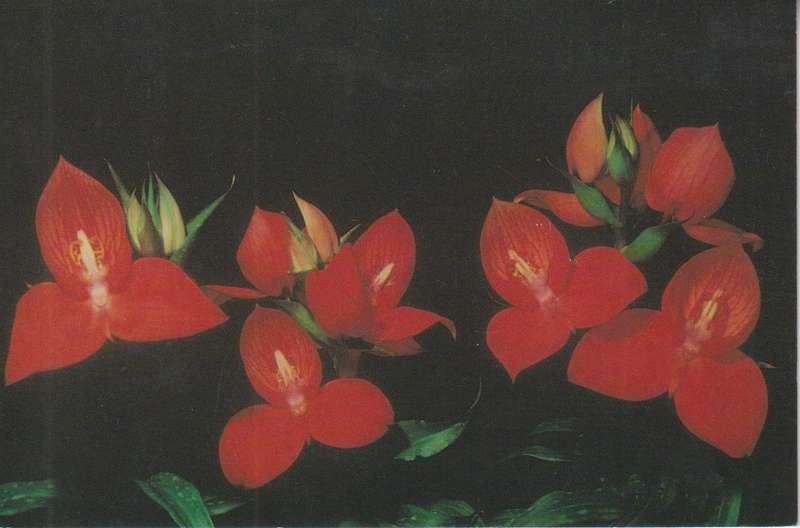 Maxi Card 1994 Flowers