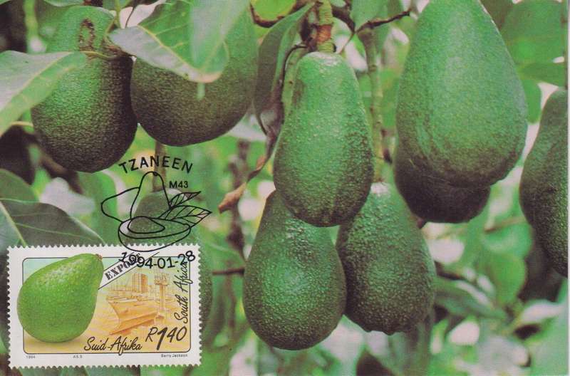 Maxi Card 1994 Export Fruits