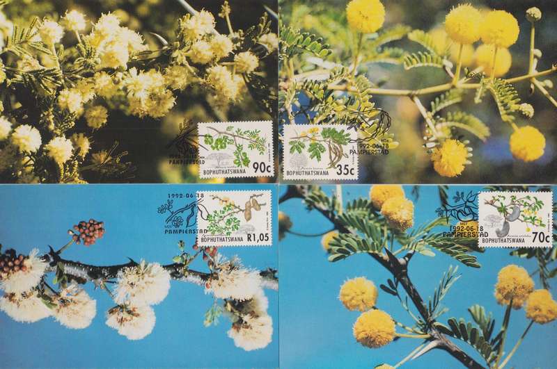 Maxi Card set of 4 1992 Acacia Trees