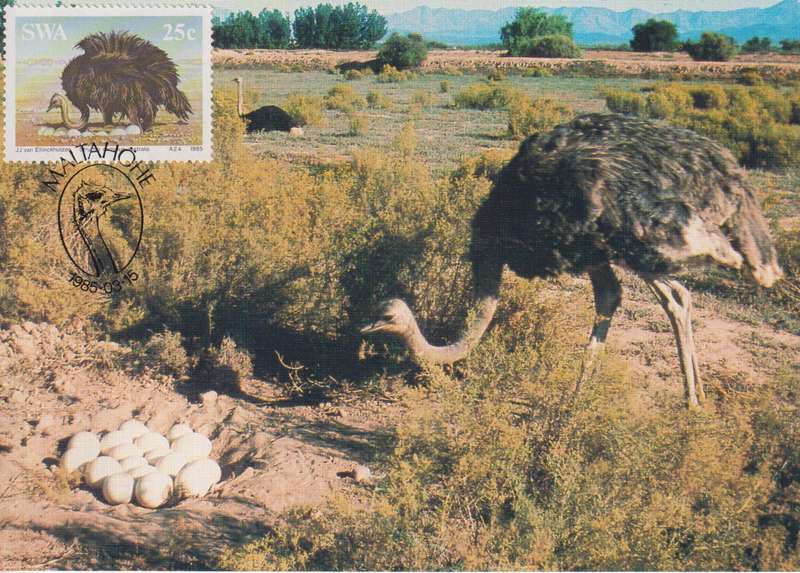 Post Cards / Maxi Card Not used