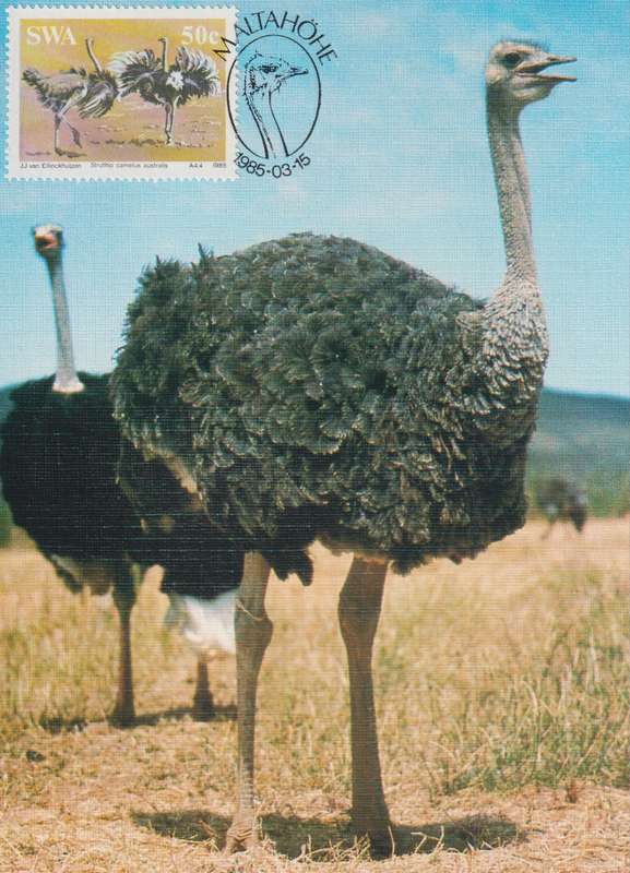 Post Cards / Maxi Card Not used