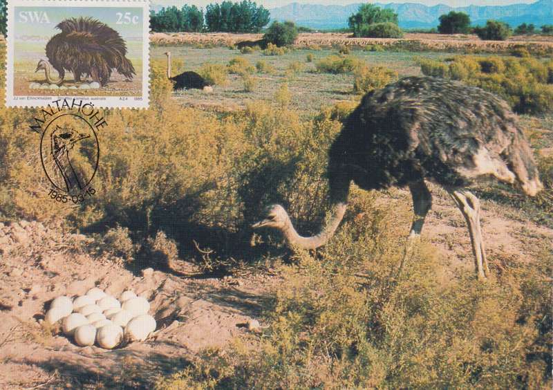 Post Cards / Maxi Card Not used