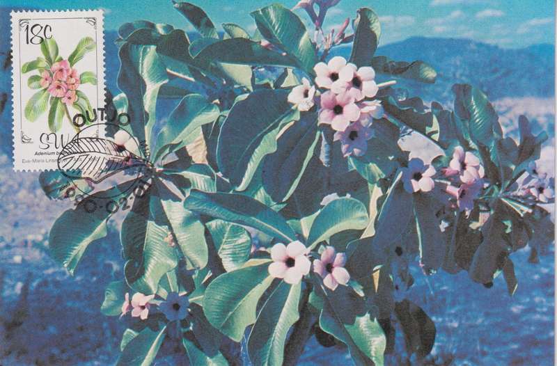 Post Cards / Maxi Card Not used