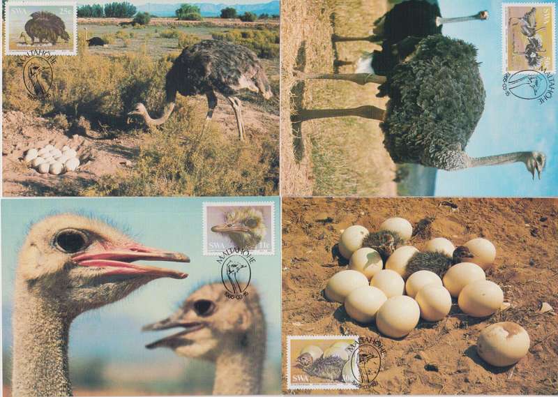 Maxi Cards / Post Cards Set Of 4