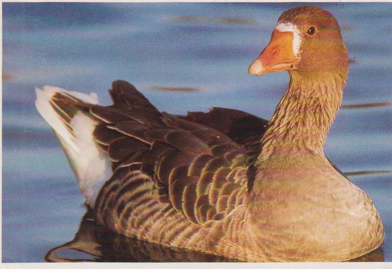 Post Cards / Maxi Card