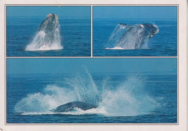 Post Cards / Maxi Card