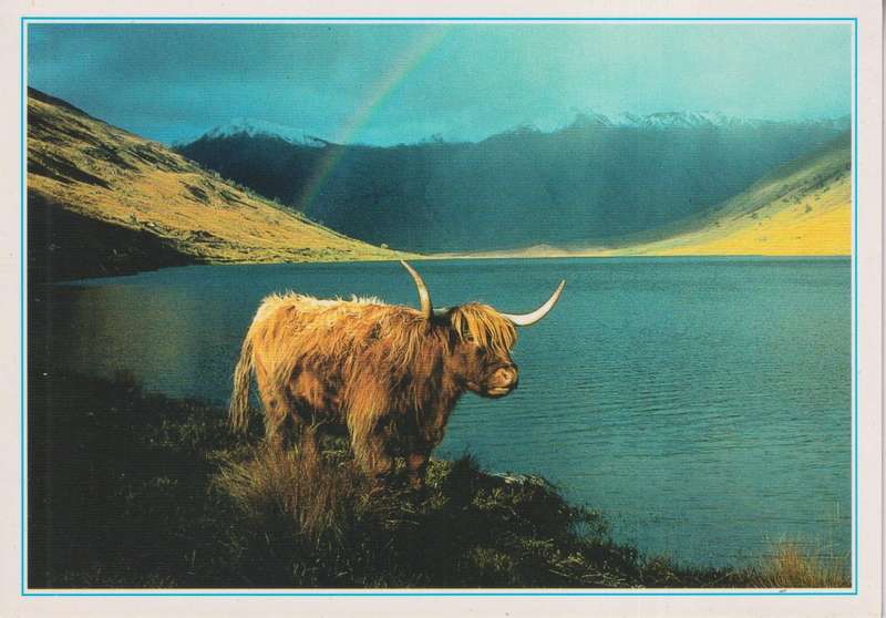Post Cards / Maxi Card