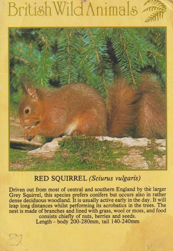 Post Cards / Maxi Card