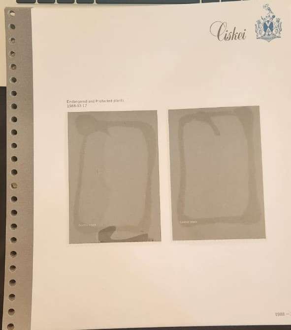 Stamp Collection Davo Pages Ciskei (Preprinted pages no stamps included)