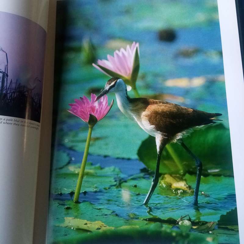 Spectacular World of Southern African Birds"  Reader's Digest Hardcover
