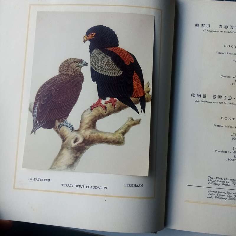 Our South African Birds  Ons Suid-Afrikaanse Voëls"  Comprehensive Guide with Stunning Illustratio