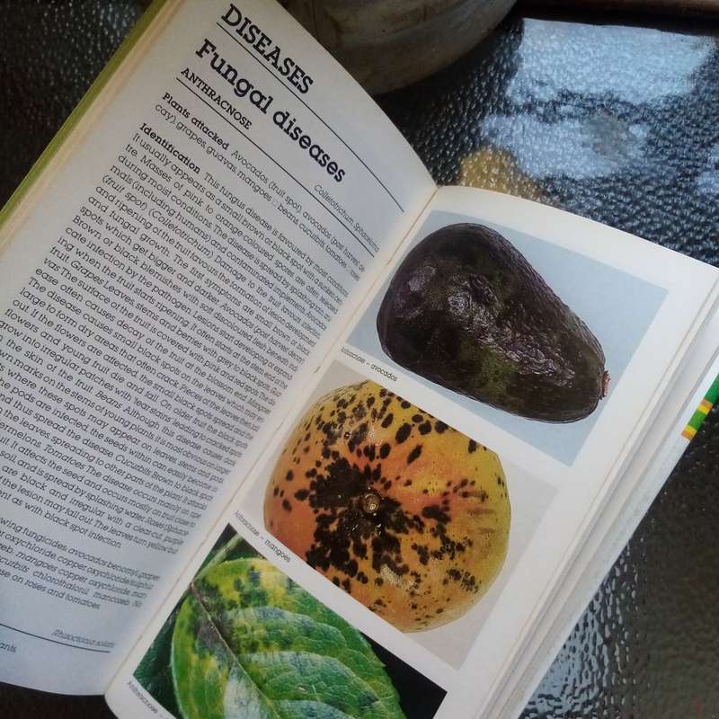The Laymans Guide to Garden Pests and Diseases in South Africa - Essential Reference