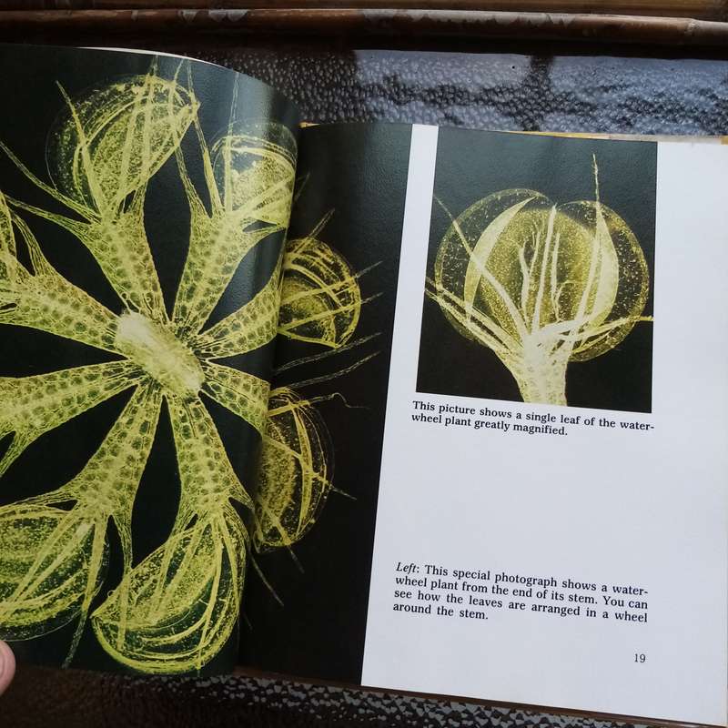 Fascinating Carnivorous Plants by Cynthia Overbeck  Your Ultimate Guide