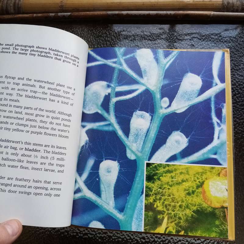 Fascinating Carnivorous Plants by Cynthia Overbeck  Your Ultimate Guide