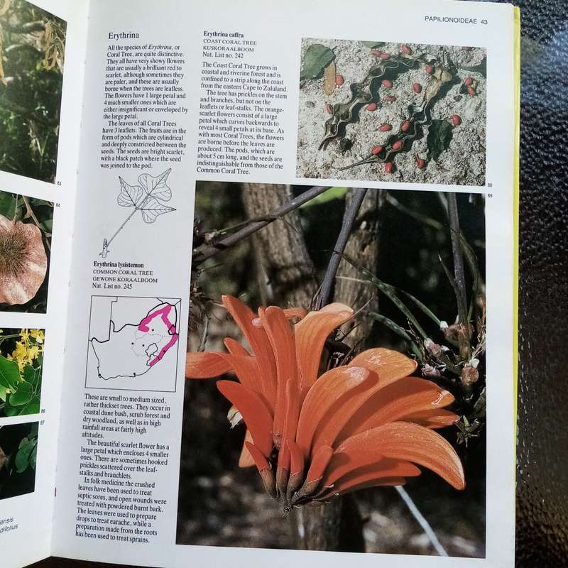 Everyone's Guide to Trees of South Africa by Paul & Meg Coates Palgrave  Your Essential Tree Ref