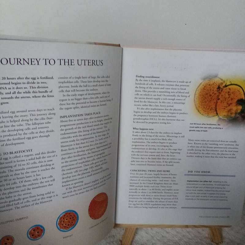 Your Pregnancy Bible by Dr. Anne Deans - The Essential Guide to a Healthy Pregnancy