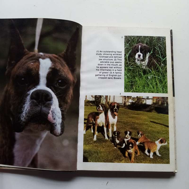 Boxers: The Ultimate Guide to the Beloved Breed by Beverly Pisano