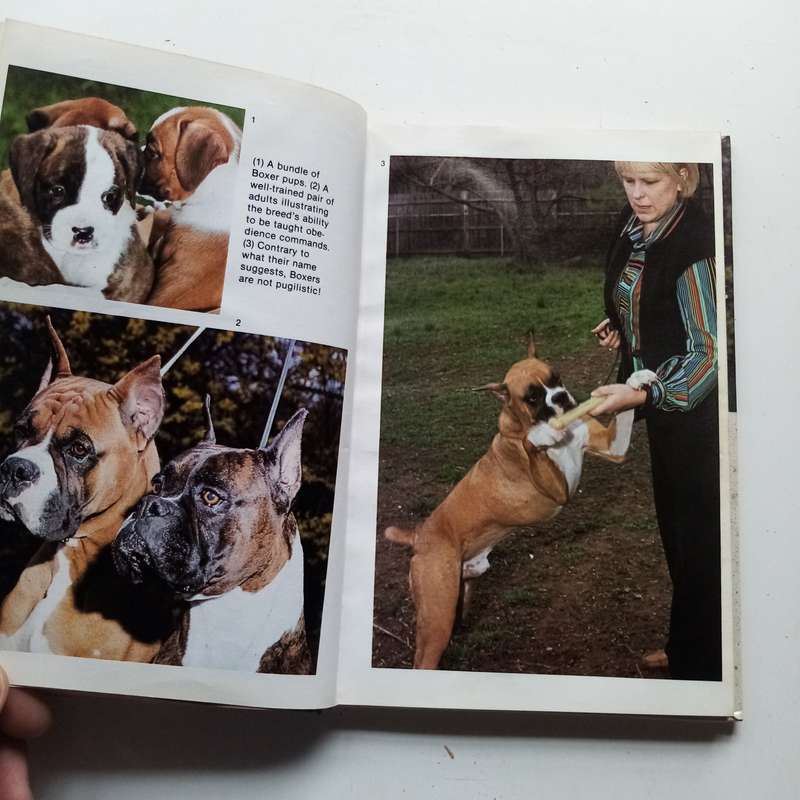 Boxers: The Ultimate Guide to the Beloved Breed by Beverly Pisano