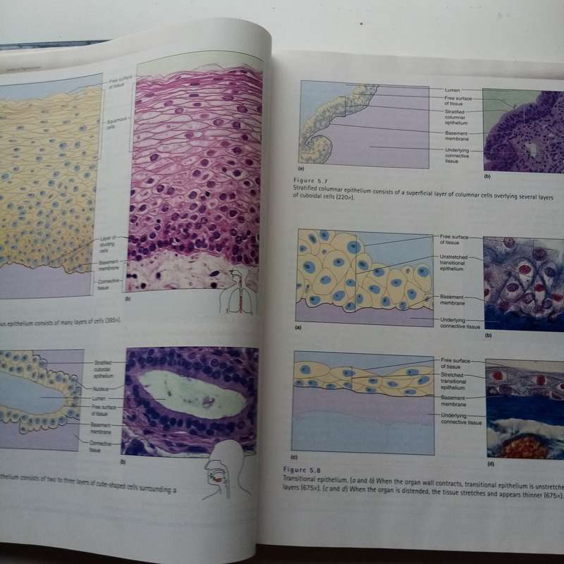 Hole's Essentials of Human Anatomy and Physiology by David N. Shier | Comprehensive Textbook