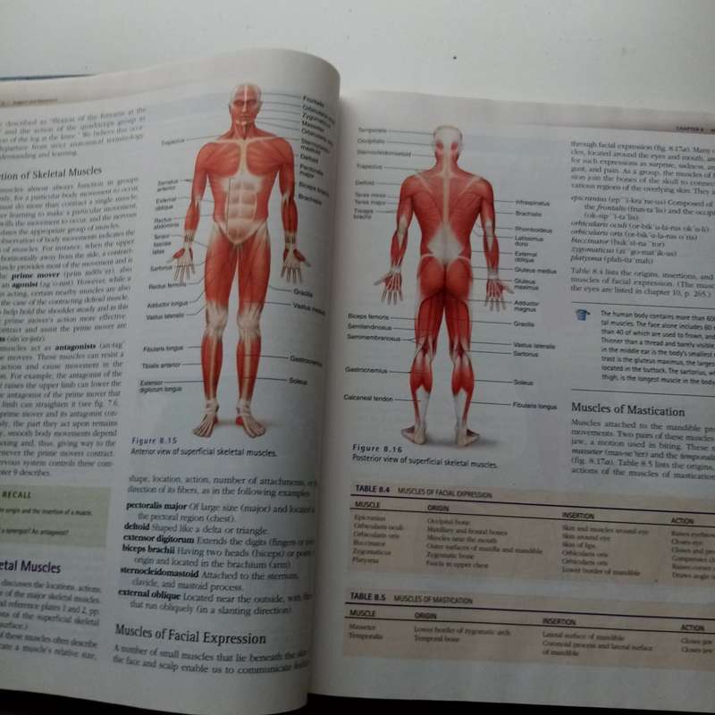 Hole's Essentials of Human Anatomy and Physiology by David N. Shier | Comprehensive Textbook