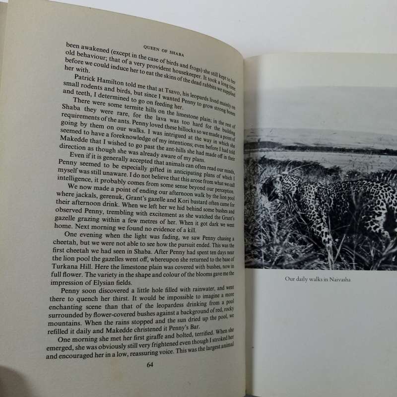 Queen of Shaba: The Story of an African Leopard by Joy Adamson - A Captivating Wildlife Tale