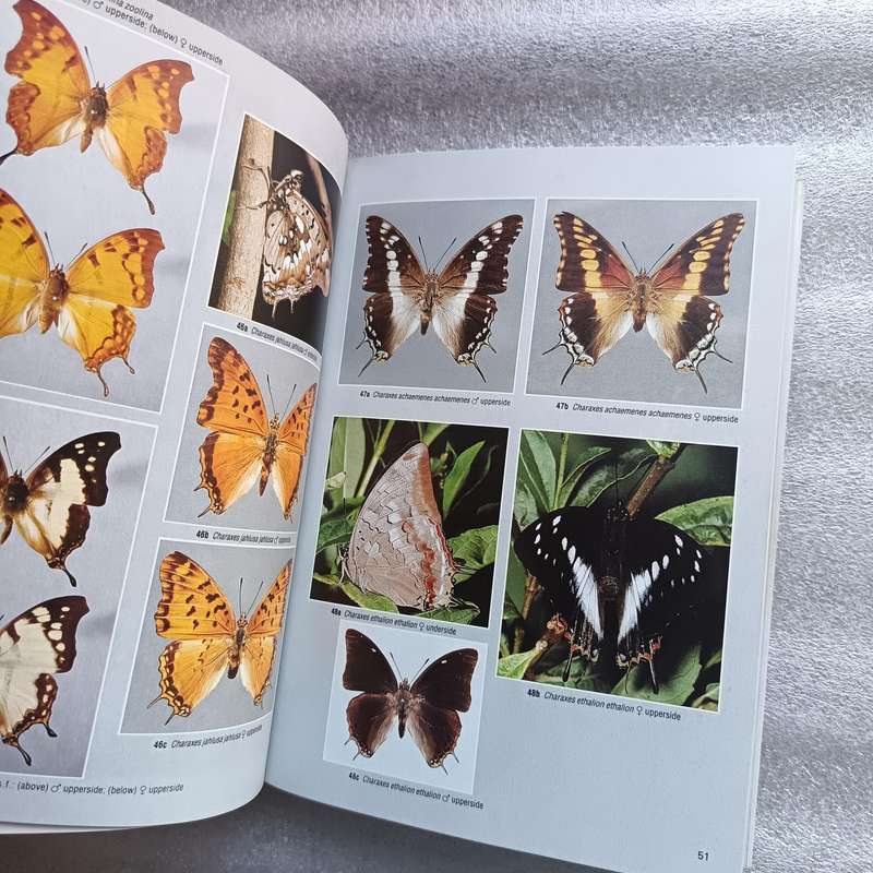 Field Guide to the Butterflies of Southern Africa by Ivor Migdoll | 620+ Photographs & 232 Species