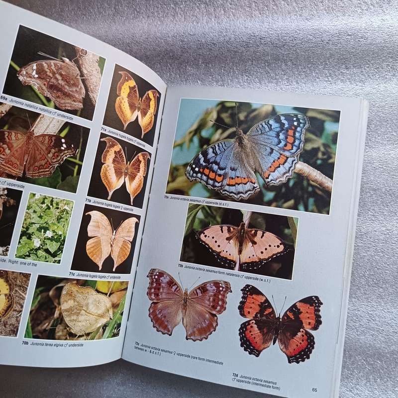 Field Guide to the Butterflies of Southern Africa by Ivor Migdoll | 620+ Photographs & 232 Species