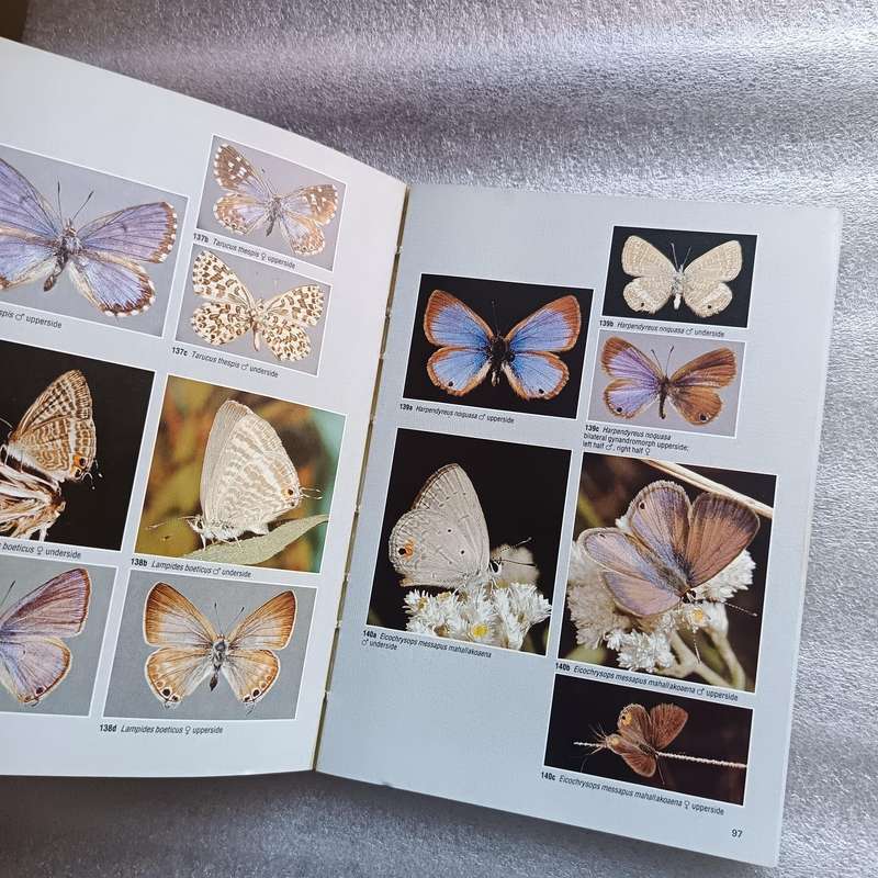 Field Guide to the Butterflies of Southern Africa by Ivor Migdoll | 620+ Photographs & 232 Species