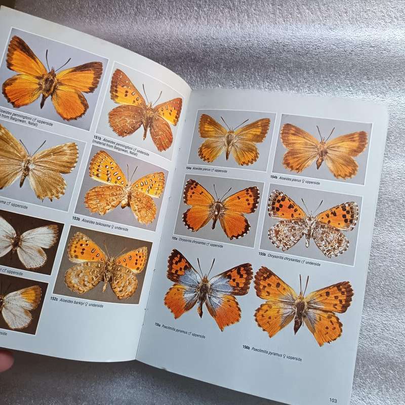 Field Guide to the Butterflies of Southern Africa by Ivor Migdoll | 620+ Photographs & 232 Species