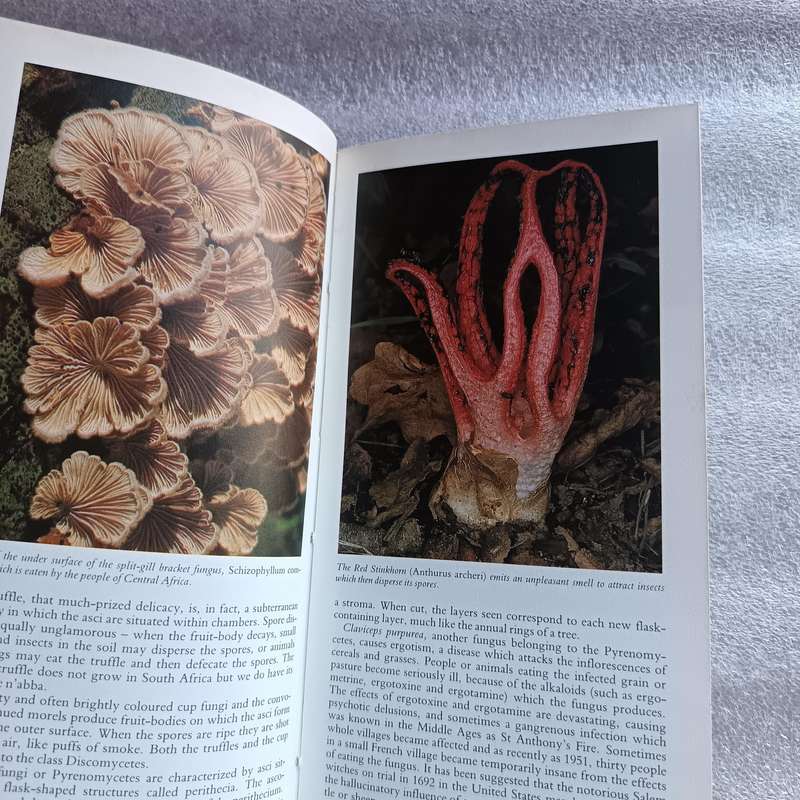 A Field Guide to the Mushrooms of South Africa by Hilda Levin, Margo Branch, Simon Rappoport & Derek