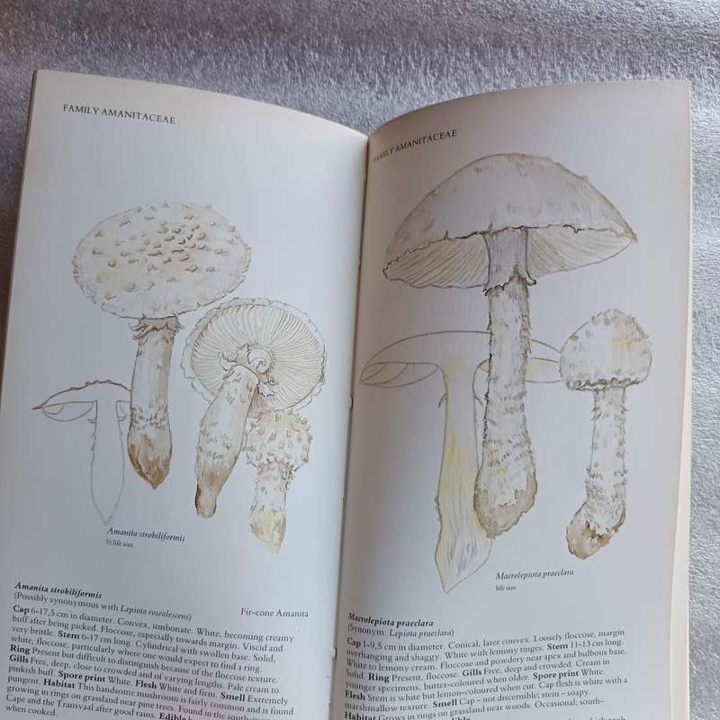 A Field Guide to the Mushrooms of South Africa by Hilda Levin, Margo Branch, Simon Rappoport & Derek
