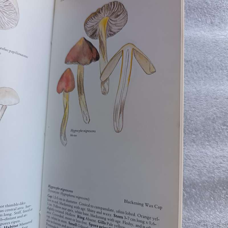 A Field Guide to the Mushrooms of South Africa by Hilda Levin, Margo Branch, Simon Rappoport & Derek