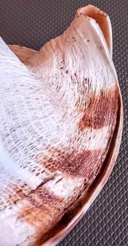 Beautiful Cassis Cornuta Helmet 26cm x 22cm Special color Sea shell