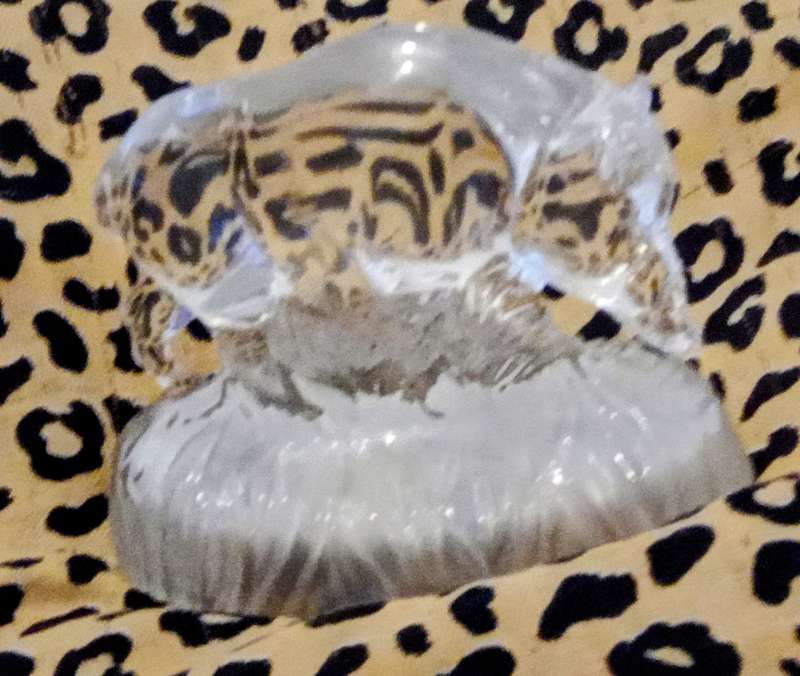 Beautiful Decorative Wild Boar Hog Glass Sculpture/ Paperweight . Collectable