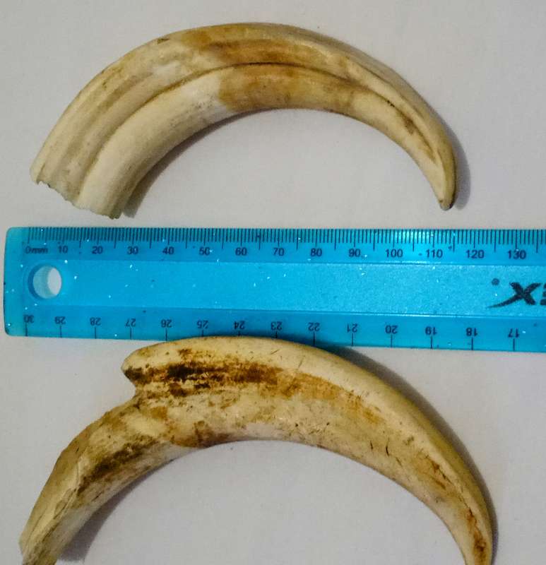 Vintage, Highly Collectable a Pair of Warthog Tusks,